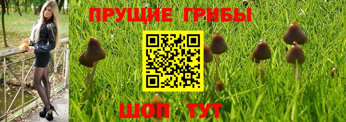 Псилоцибиновые грибы GOLDEN TEACHER  Вход с VPN  Черкесск 